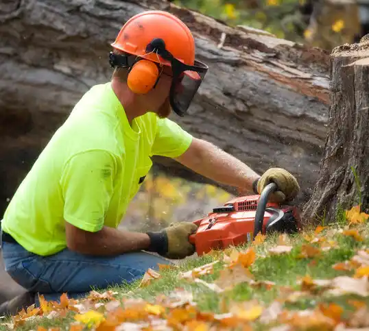 tree services Bradford